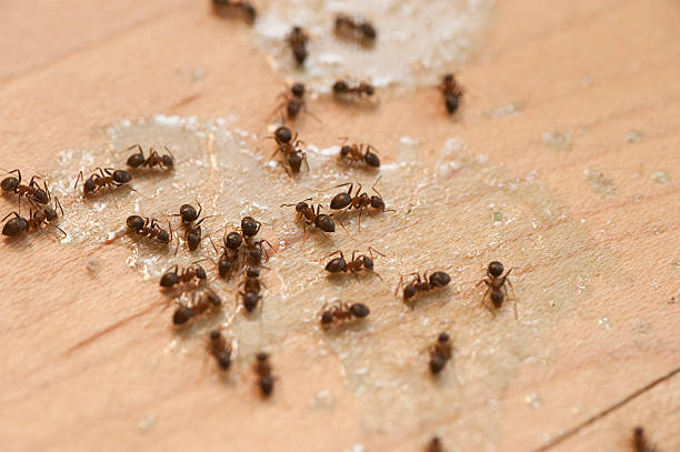 Flea Control Services in Washington, IN