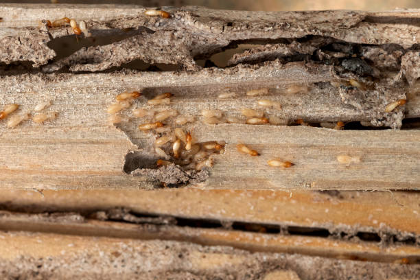 Best Best Pest Control Companies  in Washgton, IN